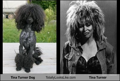 Tina Turner Dog Totally Looks Like Tina Turner
