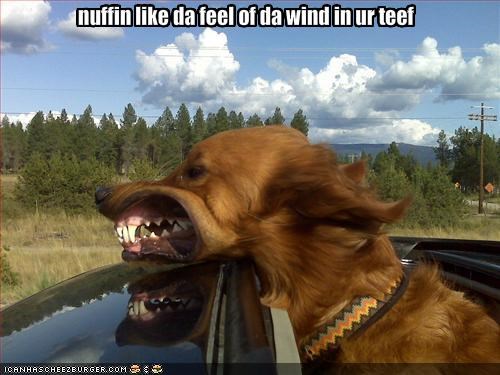 nuffin like da feel of da wind in ur teef