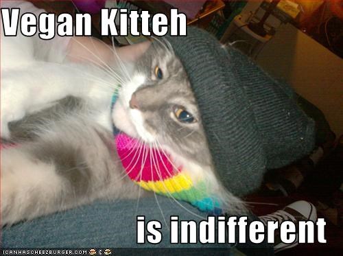 Vegan Kitteh  is indifferent