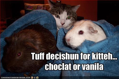 Tuff decishun for kitteh...choclat or vanila