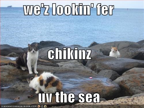 we'z lookin' fer  chikinz  uv the sea