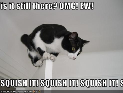 is it still there? OMG! EW!  SQUISH IT! SQUISH IT! SQUISH IT! SQUISH IT! SQUISH IT! SQUISH IT! SQUISH IT!