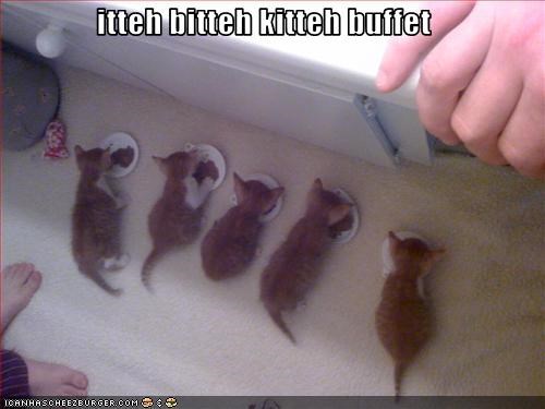 itteh bitteh kitteh buffet