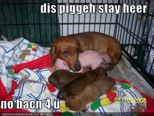 dis piggeh stay heer  no bacn 4 u