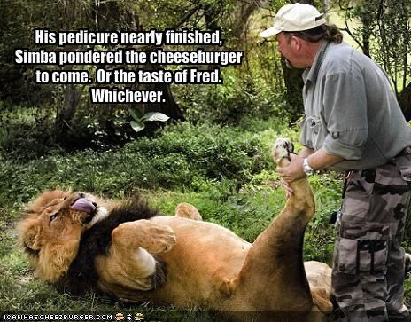 His pedicure nearly finished, Simba pondered the cheeseburger to come.  Or the taste of Fred. Whichever.