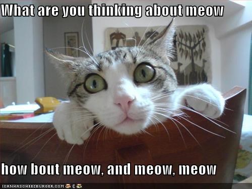 What are you thinking about meow  how bout meow, and meow, meow