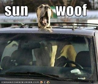 sun         woof