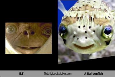 E.T. Totally Looks Like A Balloonfish