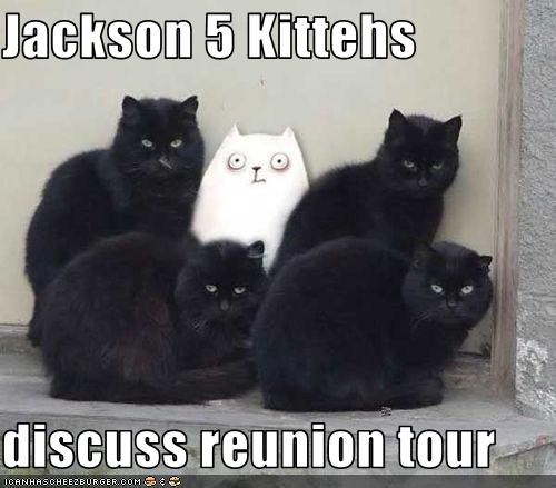 Jackson 5 Kittehs  discuss reunion tour