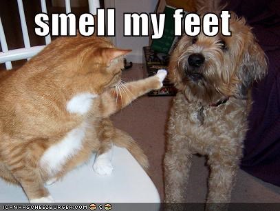 smell my feet