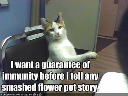 I want a guarantee of immunity before I tell any smashed flower pot story.