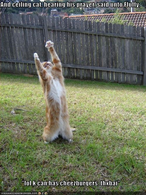 And ceiling cat, hearing his prayer, said unto Fluffy,  "lol k can has cheezburgers. thxbai"