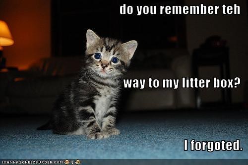 do you remember teh  way to my litter box? I forgoted.