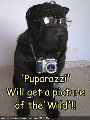 'Puparazzi'  Will get a picture of the'Wild'!!     