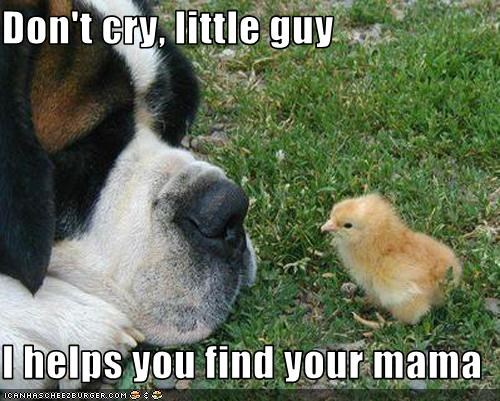 Don't cry, little guy  I helps you find your mama