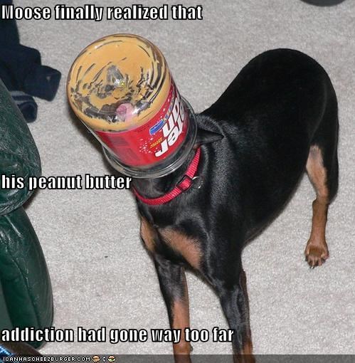 Moose finally realized that  his peanut butter  addiction had gone way too far