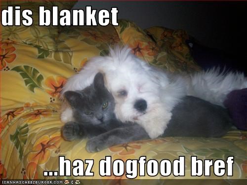 dis blanket  ...haz dogfood bref