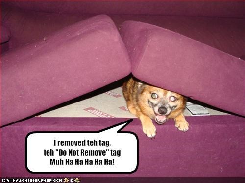 I removed teh tag, teh "Do Not Remove" tagMuh Ha Ha Ha Ha Ha!