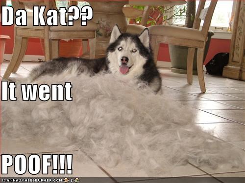 Da Kat?? It went  POOF!!!