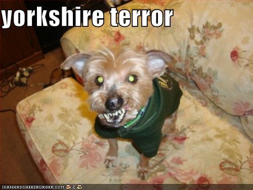 yorkshire terror