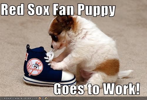 Red Sox Fan Puppy  Goes to Work!
