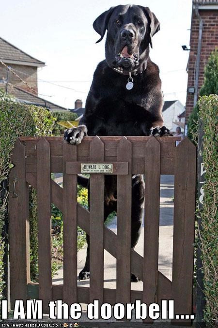 I AM the doorbell....