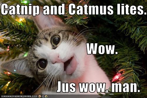 Catnip and Catmus lites.                                Wow. Jus wow, man.