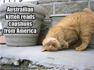 Austrailian kitteh reads capshuns from America