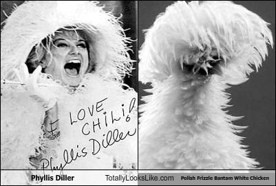 Phyllis Diller Totally Looks Like Polish Frizzle Bantam White Chicken