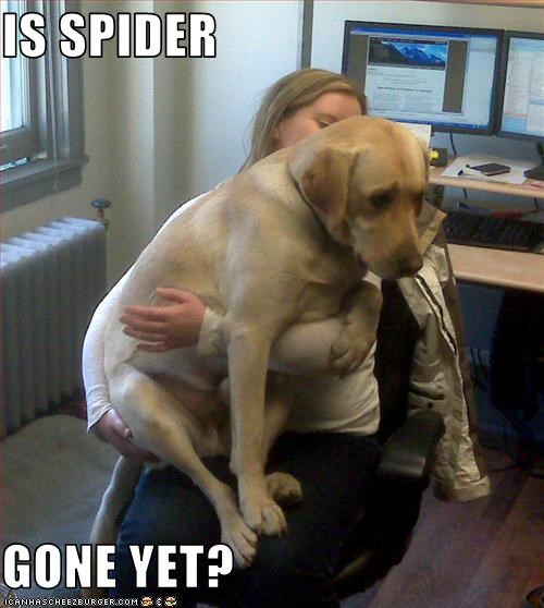 IS SPIDER  GONE YET?