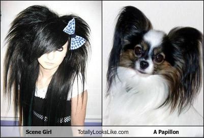 Scene Girl Totally Looks Like A Papillon