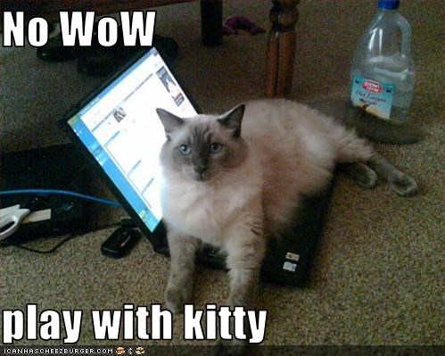 No WoW  play with kitty