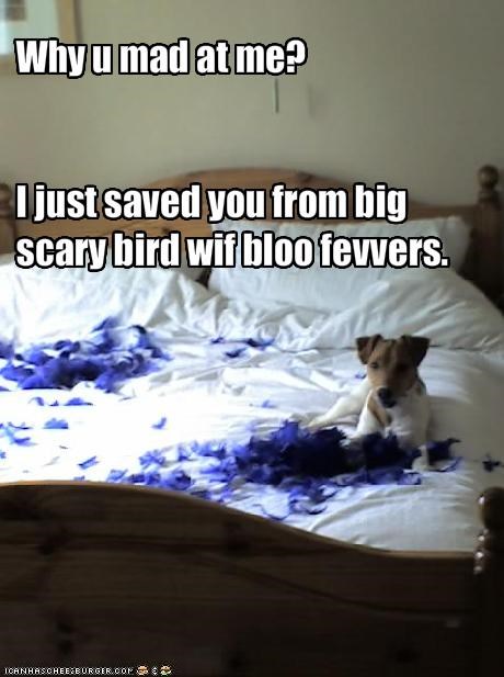 Why u mad at me?I just saved you from big scary bird wif bloo fevvers.