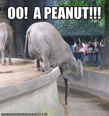 OO!  A PEANUT!!!