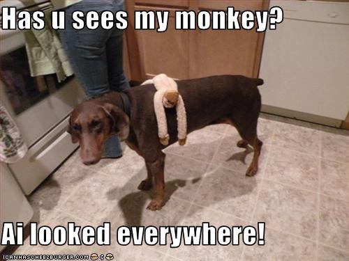 Has u sees my monkey?  Ai looked everywhere!