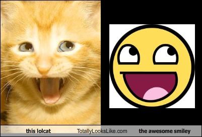 this lolcat Totally Looks Like the awesome smiley