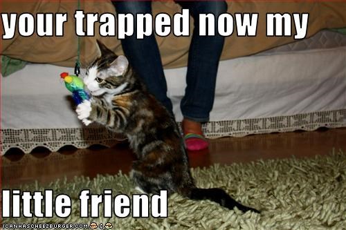 your trapped now my   little friend