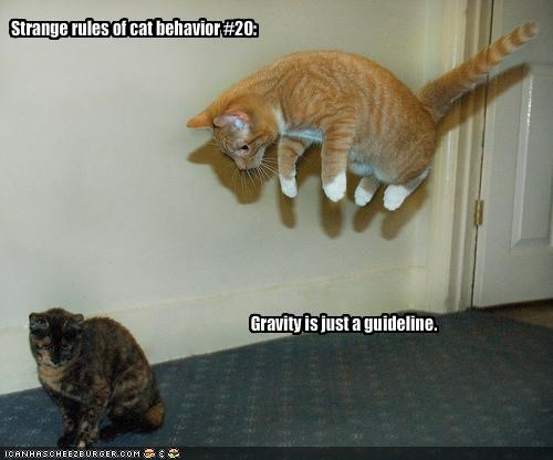 Strange rules of cat behavior #20: