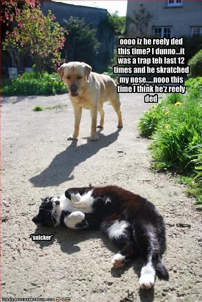 oooo iz he reely ded this time? I dunno...it was a trap teh last 12 times and he skratched my nose.....nooo this time I think he'z reely ded