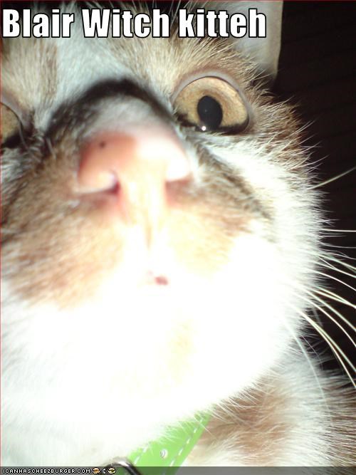 Blair Witch kitteh