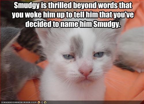Smudgy is thrilled beyond words that 
you woke him up to tell him that you've 
decided to name him Smudgy.