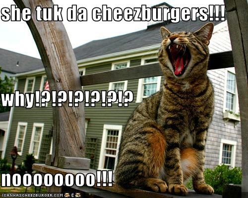 she tuk da cheezburgers!!! why!?!?!?!?!?!? noooooooo!!!