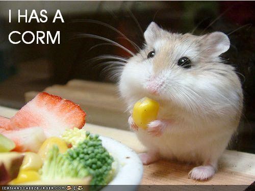 i has a corm