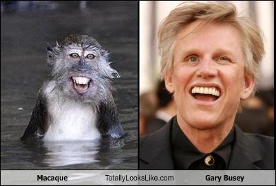 Macaque Totally Looks Like Gary Busey