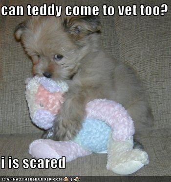 can teddy come to vet too?  i is scared