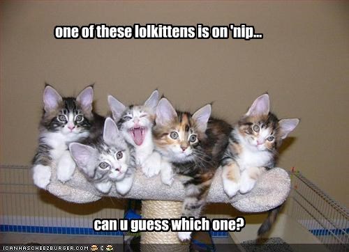 one of these lolkittens is on 'nip...
