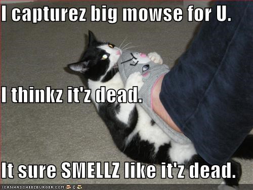 I capturez big mowse for U. I thinkz it'z dead. It sure SMELLZ like it'z dead.