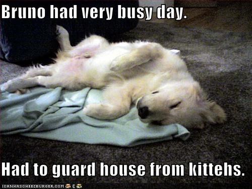 Bruno had very busy day.  Had to guard house from kittehs.