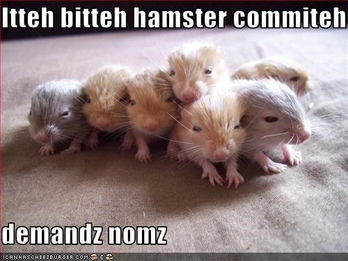 Itteh bitteh hamster commiteh  demandz nomz
