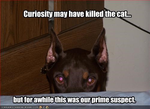 Curiosity may have killed the cat...